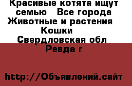 Красивые котята ищут семью - Все города Животные и растения » Кошки   . Свердловская обл.,Ревда г.